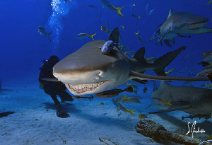 It's all smiles at Tiger Beach with lots of Lemon Sharks ... by Steven Anderson 